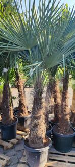 Trachycarpus fortunei palmboom, Ophalen, Palmboom
