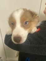 Bordercollie puppy’s, Dieren en Toebehoren, België, Fokker | Hobbymatig, Overige rassen, 8 tot 15 weken