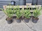 Ilex Crenata Caroline Upright - ideale buxusvervanger, Ophalen of Verzenden, Hulst, Haag, Minder dan 100 cm