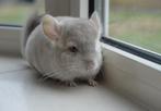 chinchilla div kleuren bokjes, Dieren en Toebehoren, Knaagdieren, Juni, Mannelijk, Chinchilla