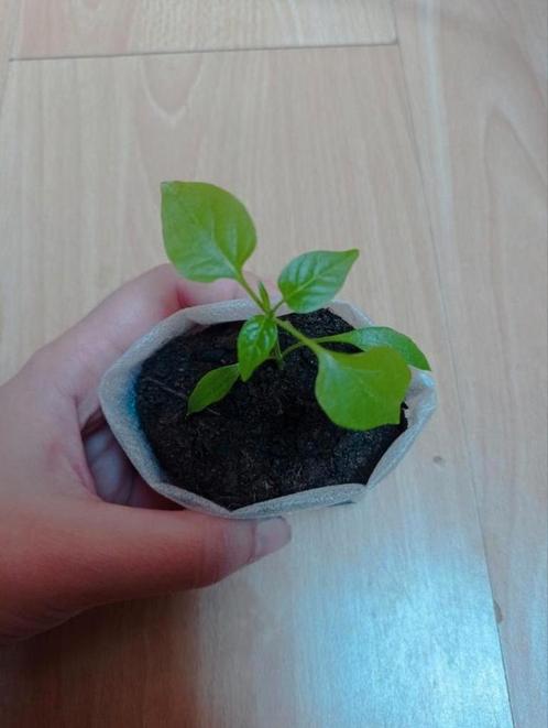 Cayenne | Peper Planten, Tuin en Terras, Planten | Tuinplanten, Ophalen