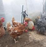 Legkippen., Vrouwelijk, Kip