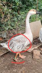 Blauwe knobbelgans, Dieren en Toebehoren, Mannelijk, Gans of Zwaan