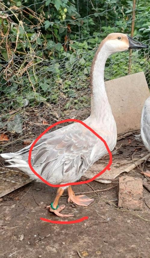 Blauwe knobbelgans, Dieren en Toebehoren, Pluimvee, Gans of Zwaan, Mannelijk