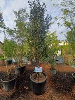 Camellia sasanqua “Cleopatra” winterroos japanse roos, Ophalen, Halfschaduw