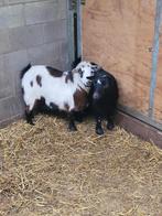 2 jonge dwerggeiten, Animaux & Accessoires, Femelle, Chèvre, 0 à 2 ans