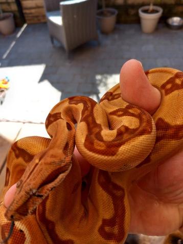 Hypo jungle kubsh pastel vrouwtje beschikbaar voor biedingen