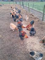 Brahma hanen, Dieren en Toebehoren, Pluimvee, Mannelijk, Kip