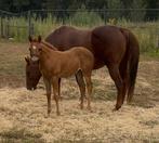 Quartermerrie met veulen, Dieren en Toebehoren, Paarden, Merrie, Minder dan 160 cm, Gechipt, Niet van toepassing