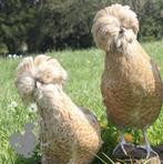 Laatste 5 mooie handtamme padua hennen ( lichtbruin ) 4+1, Dieren en Toebehoren, Pluimvee, Vrouwelijk, Kip