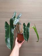 Philodendron billietiae, Enlèvement ou Envoi