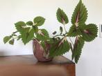 Plant in mooie bloempot, Tuin en Terras, Ophalen