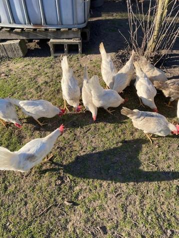 witte leghorn hennen  beschikbaar voor biedingen