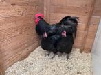 Trio zwarte australorp, Dieren en Toebehoren