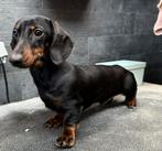 Kaninchen teckel dekreu (niet te koop), Dieren en Toebehoren, Honden | Teckels en Dashonden, Kaninchen, België, Reu, 1 tot 2 jaar