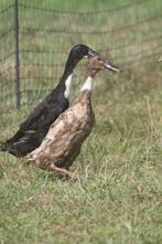 Koppel Indische loopeenden, Canard