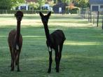 Alpaca hengst, Mannelijk