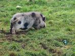 2 mannelijke Göttinger varkens, Dieren en Toebehoren, Mannelijk, Varken, 3 tot 5 jaar
