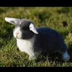 Super knap nederlands dwerg hangoortje voedster, Dieren en Toebehoren