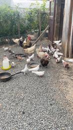Duiven te koop, Dieren en Toebehoren, Vogels | Duiven, Meerdere dieren, Overige soorten