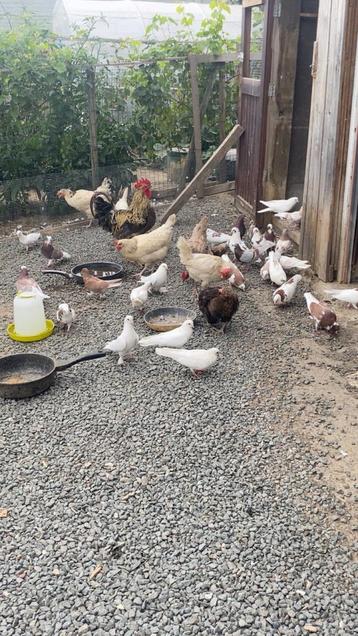 Pigeons à vendre, Animaux & Accessoires, Oiseaux | Pigeons, Plusieurs animaux, Autres espèces