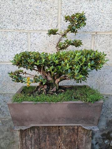 Vieux bonsaï azalée à fleurs mauves clair.  disponible aux enchères