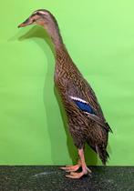 Gezocht: Wildkleur loopeend hen TT, Femelle, Canard