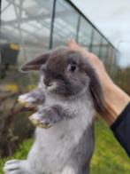 Nederlandse dwerghangoren zilvervos voedsters, Femelle, Petit, 0 à 2 ans