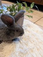 Duitse reus voedster, Dieren en Toebehoren, Konijnen