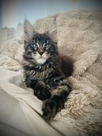 Maine Coon kittens beschikbaar, Dieren en Toebehoren, Katten en Kittens | Raskatten | Langhaar, Meerdere dieren, Gechipt, 0 tot 2 jaar