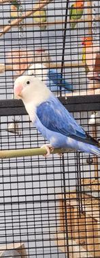 Fischerie dwergpapegaai