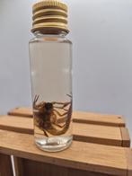 Fiole cabinet de curiosité scorpion, Collections, Enlèvement ou Envoi