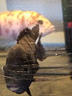Cichlidés adultes, Animaux & Accessoires, Enlèvement