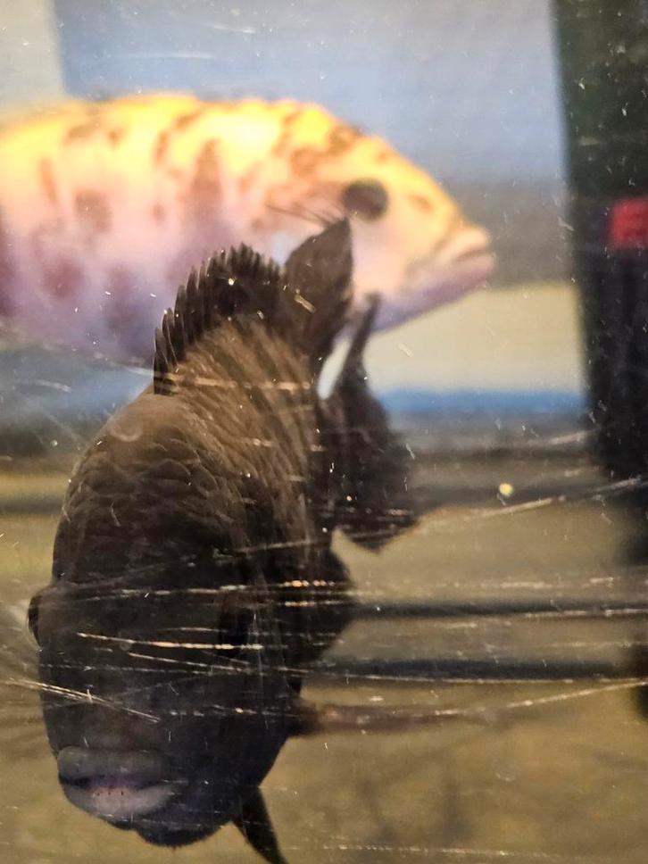 Cichlidés adultes, Animaux & Accessoires, Poissons | Aquariums & Accessoires, Enlèvement