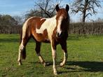 Paint Horse ruin 3 jaar met stamboom APHA, Dieren en Toebehoren, Gechipt, Minder dan 160 cm, Ruin, 3 tot 6 jaar