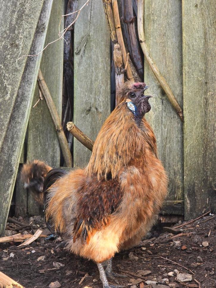 Zijdehoender haan bruin, Dieren en Toebehoren, Pluimvee, Kip, Mannelijk