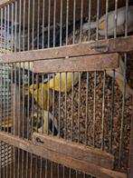 10 kweekrype koppels kanaries alle kleuren 30euro koppel