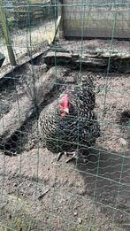 Mechelse koekoek hen, Dieren en Toebehoren, Pluimvee, Vrouwelijk, Kip