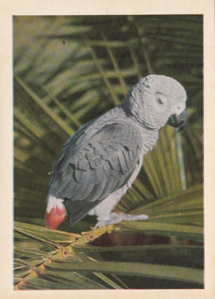 CHROMO  GRIJZE  ROODSTAARTPAPEGAAI, Collections, Photos & Gravures, Envoi, Comme neuf, Animal, Gravure