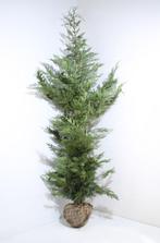 Cupressocyparis Leylandii, Ophalen, Conifeer, Haag
