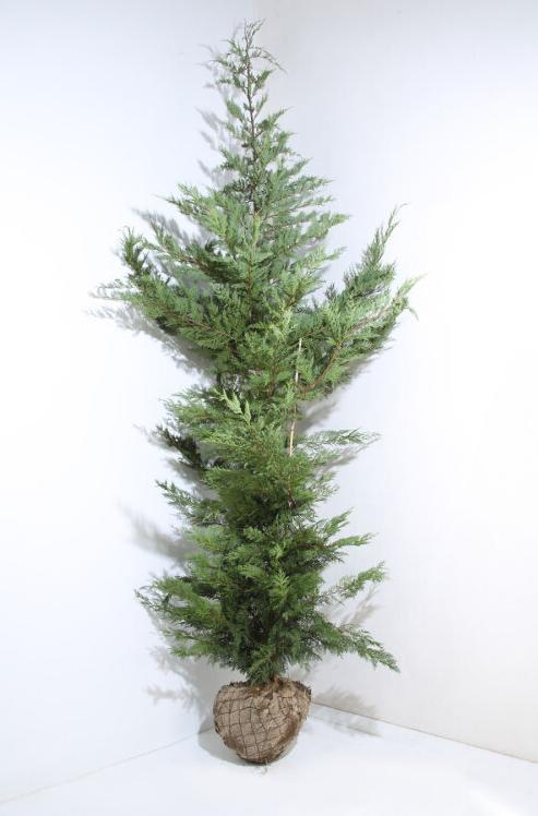 Cupressocyparis Leylandii, Tuin en Terras, Planten | Struiken en Hagen, Haag, Conifeer, Ophalen