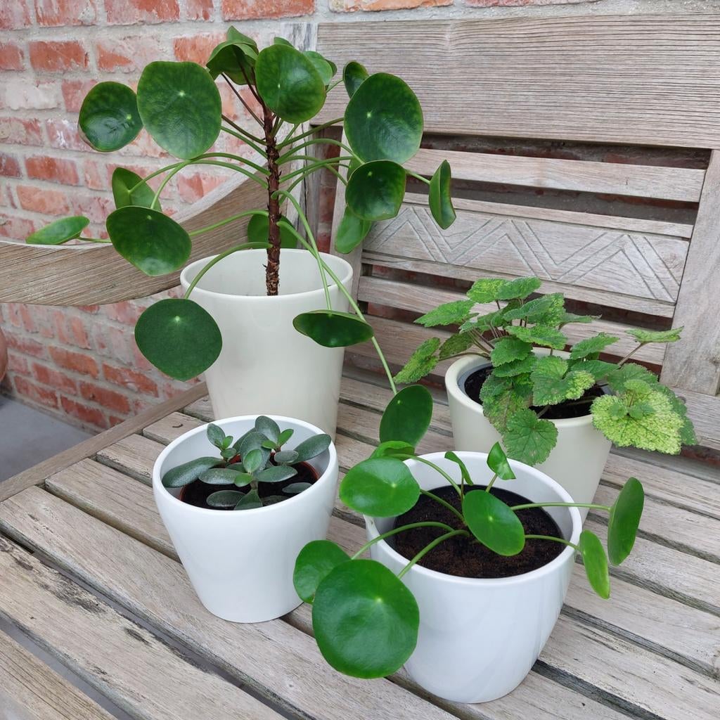 Plantes d'intérieur, Maison & Meubles, Plantes d'intérieur, Enlèvement