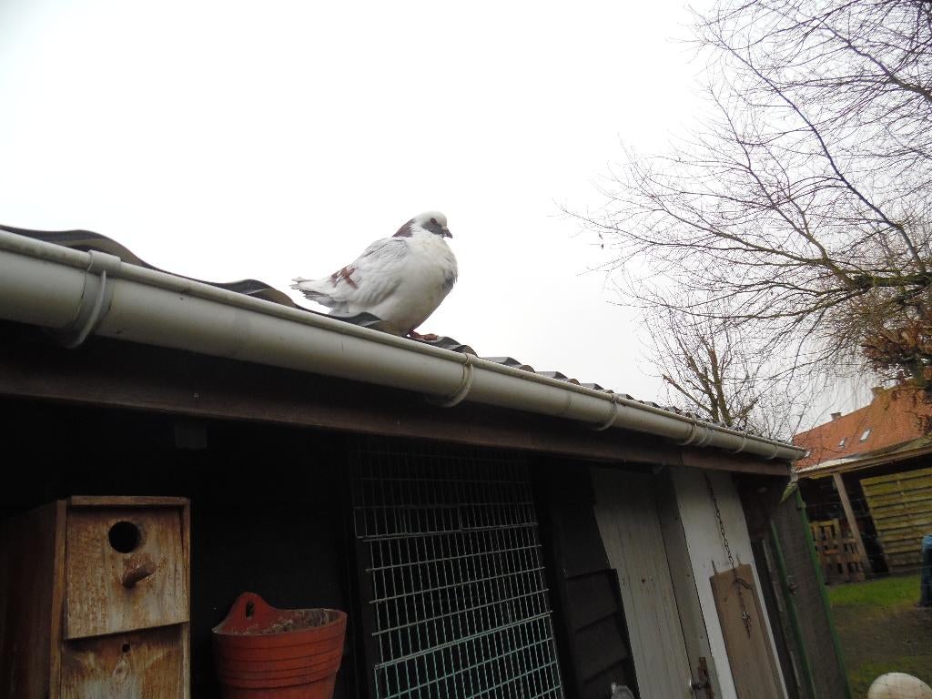 Grote duiven, Animaux & Accessoires, Plusieurs animaux, Autres espèces