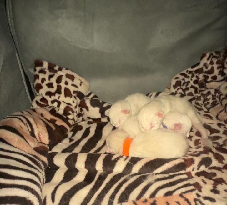 Ragdoll, Animaux & Accessoires, Chats & Chatons | Chats de race | Poil long, Plusieurs animaux, 0 à 2 ans, Avec pedigree, Avec puce électronique