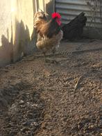 œufs à éclore d'australop