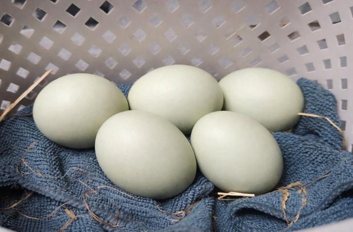 Mooie pastel-groene broedeitjes, Dieren en Toebehoren, Pluimvee, Kip