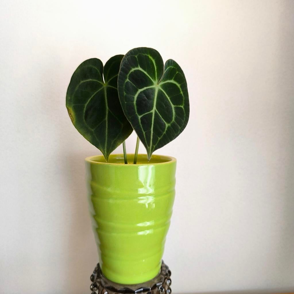 Anthurium Clarinervium, Huis en Inrichting, Ophalen of Verzenden