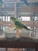 Pruimkop parkiet man, Mâle, Perruche, Bagué