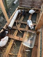 Jonge vleeskonijnen te koop, Dieren en Toebehoren, Konijnen