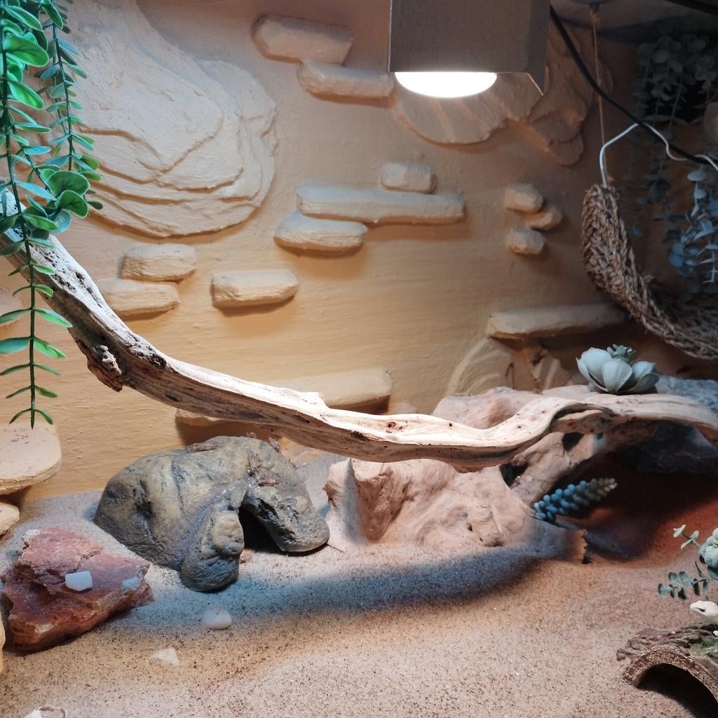Luipaardgekko en terrarium, Dieren en Toebehoren, Reptielen en Amfibieën